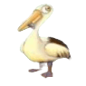 pelican